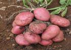 红皮土豆的威尼斯人平台_种植技术
