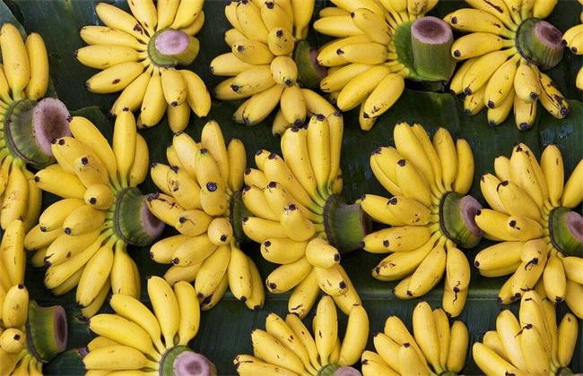 粉蕉的种植技术