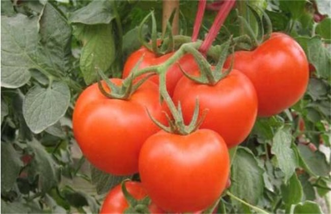 西红柿 高产 施肥方法