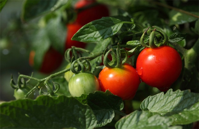 如何提高西红柿的产量