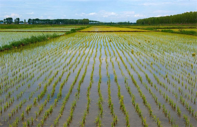 水稻的种植技术