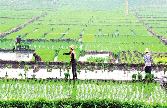 水稻 种植 技术