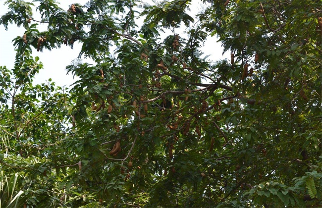云南酸甜角树图片