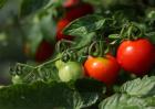 如何提高西红柿的产量