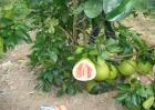 种植红肉蜜柚的管理要点
