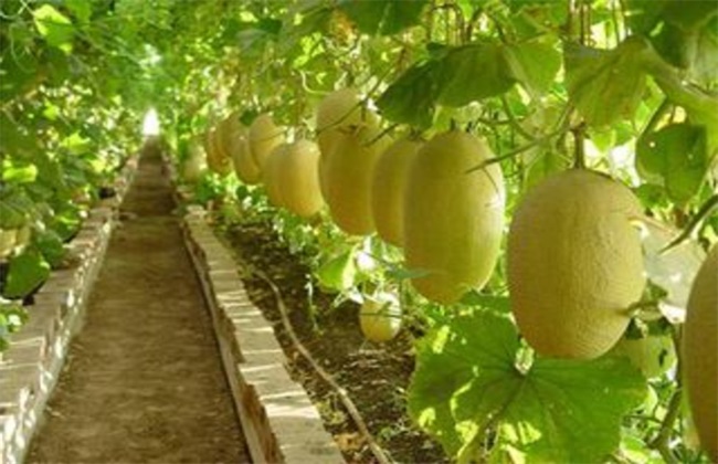 哈密瓜的种植技术