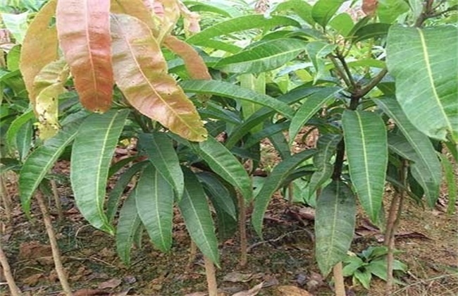 芒果的种子育苗技术