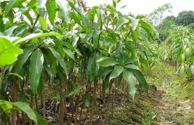 芒果的种子育苗技术