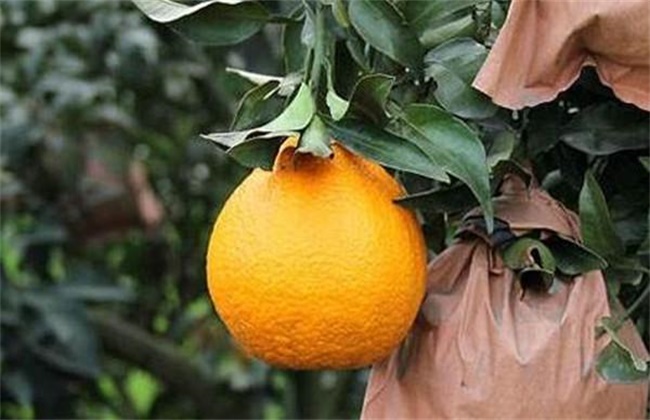 橙子的套袋技术
