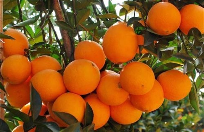 脐橙的保花保果方法