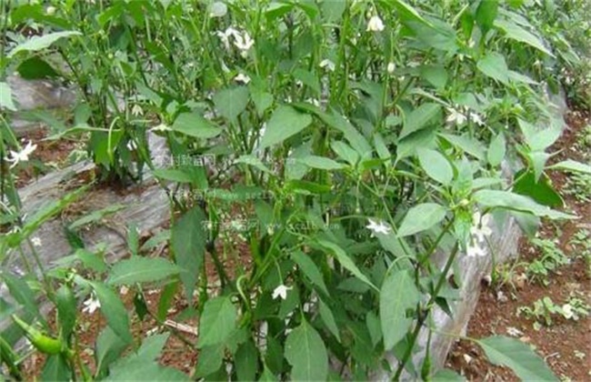 辣椒的高产施肥技术