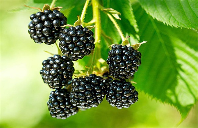 黑莓的栽培技术