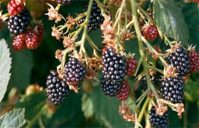 黑莓 栽培 技术