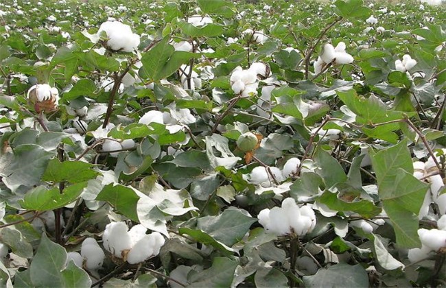 棉花 苗期管理 技术要点