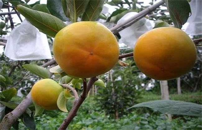 柿子的种植条件