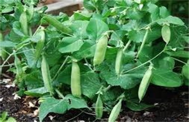 豌豆的种植注意事项