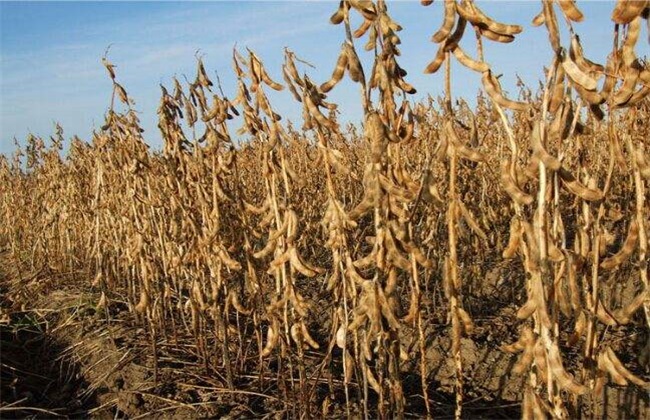 大豆 环境条件 要求