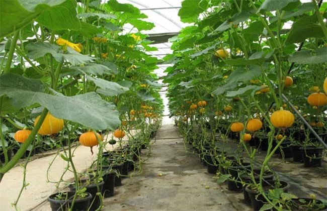 南瓜的种植条件