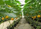 南瓜的种植条件