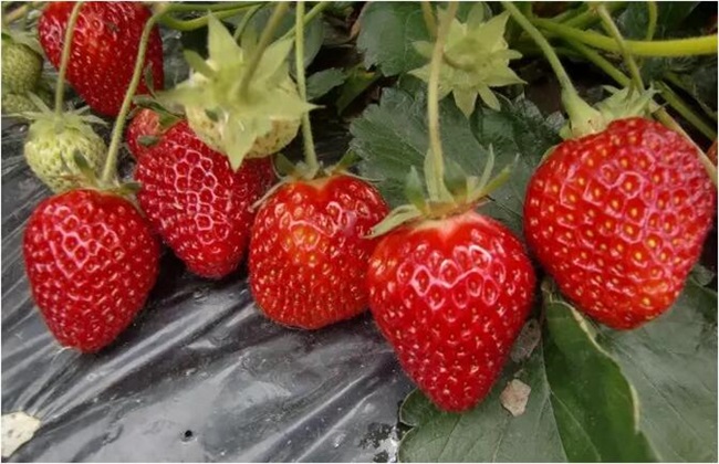 草莓 环境条件 要求