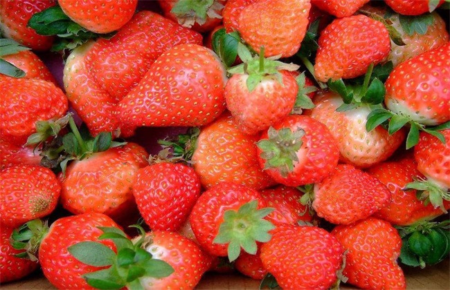 草莓 繁殖 方法