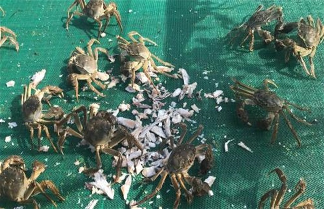 螃蟹 养殖 技术要点