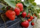 草莓对环境条件的要求