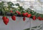 草莓繁殖方法