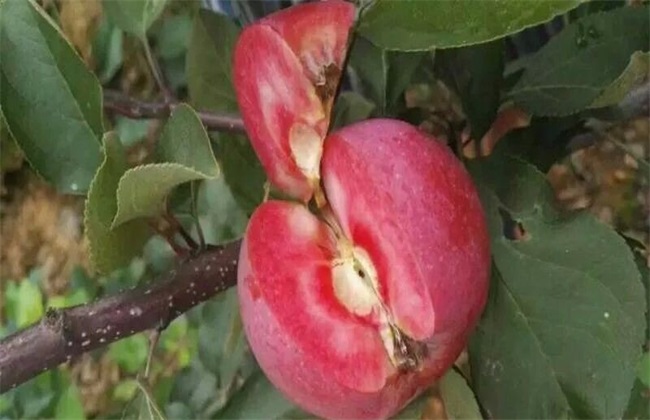 红肉苹果 栽培 技术