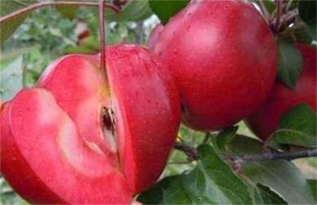 红肉苹果 栽培 技术