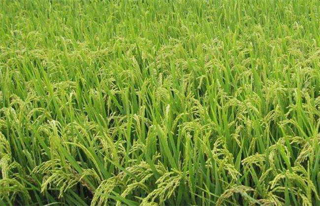 水稻抽穗困难的原因及解决方法