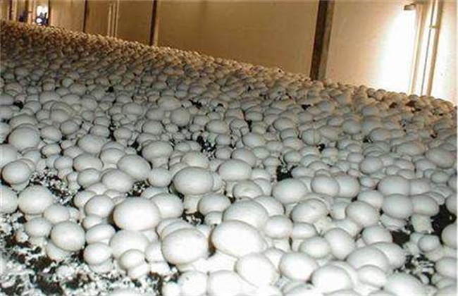 双孢菇的种植技术