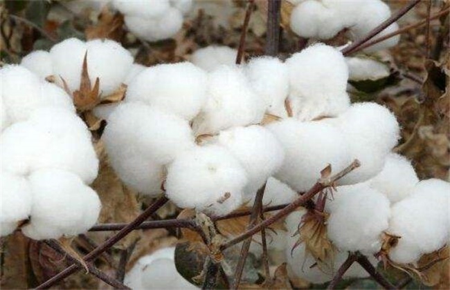 棉花价格多少钱一斤