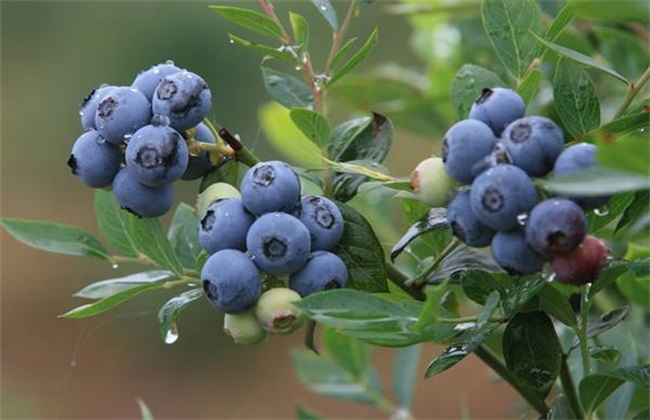 蓝莓 种植 注意事项