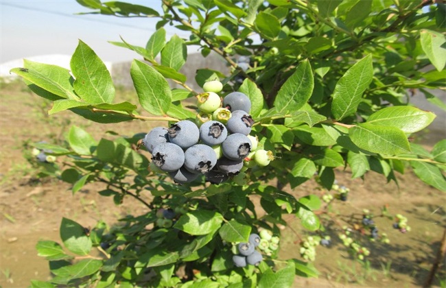 蓝莓 扦插繁殖 技术
