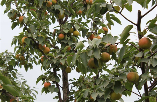 南果梨 种植 技术