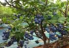 蓝莓种植的注意事项