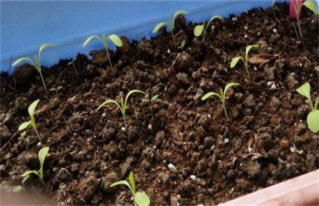 生菜种子催芽方法