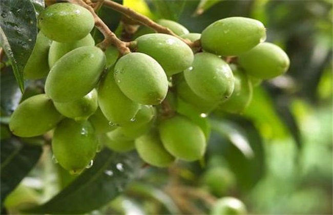 橄榄树 育苗 技术