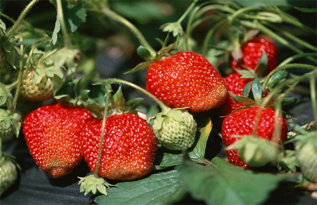 草莓 育苗 管理技术