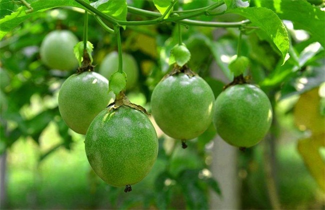 百香果 生长环境 条件要求
