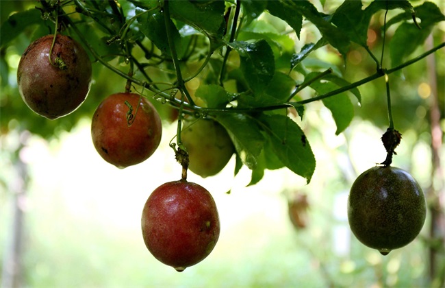 百香果 生长环境 条件要求