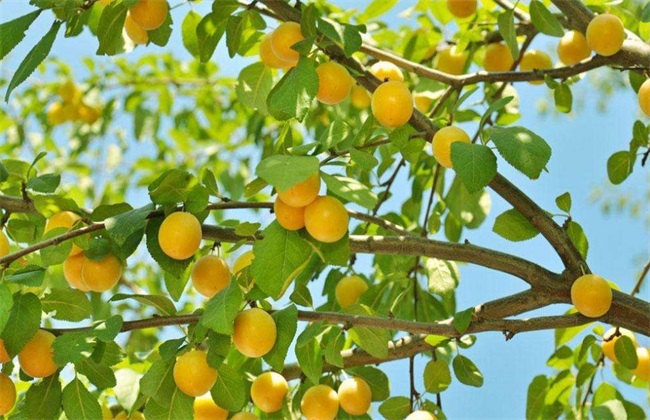 杏树 采收 管理方法