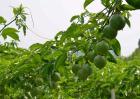 百香果生长对环境条件的要求