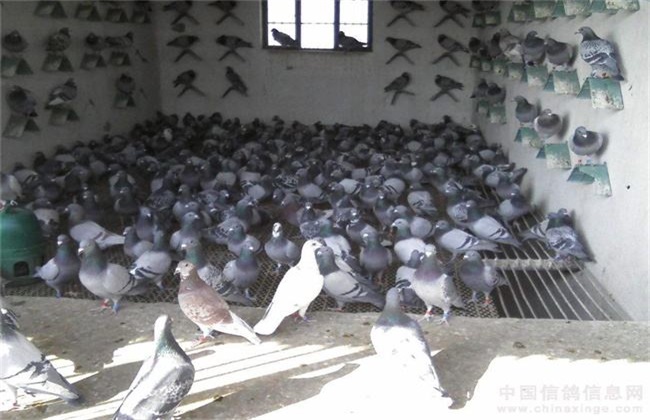 鸽子 繁殖 注意事项