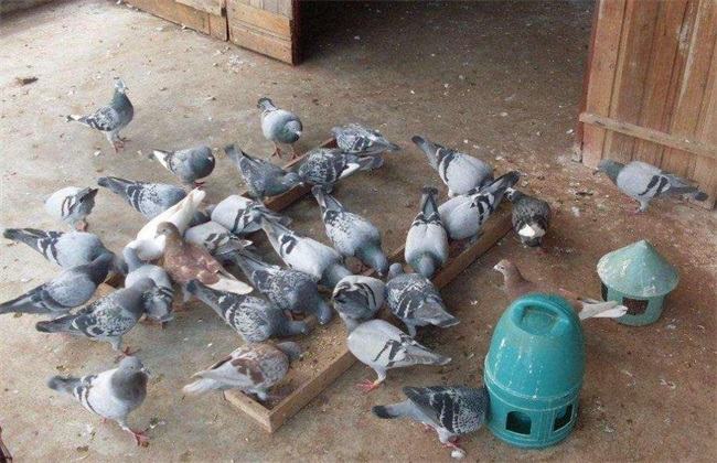 鸽子 繁殖 注意事项
