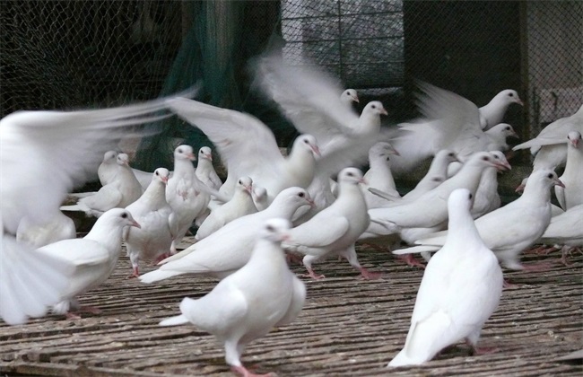 肉鸽 高效养殖 管理技巧