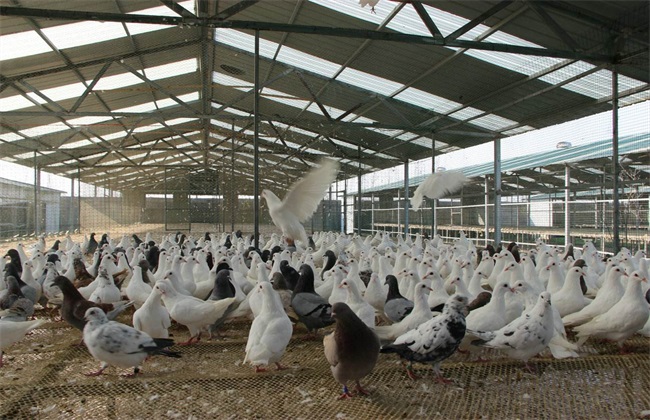 肉鸽 高效养殖 管理技巧