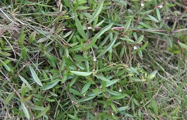 白花蛇舌草种植技术