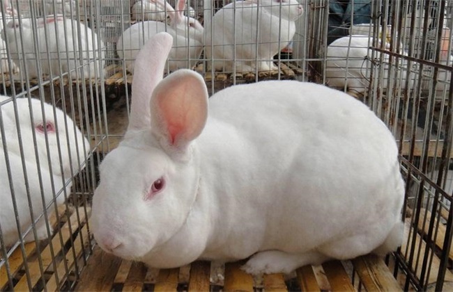 兔子养殖中的几大误区